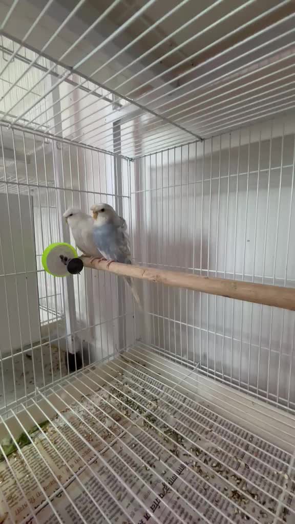 Hogoromo Budgies, farm video