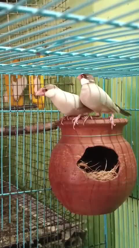 Java Sparrow, farm video