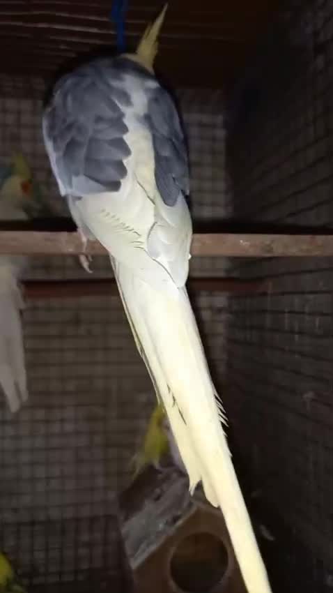Cockatiel, farm video