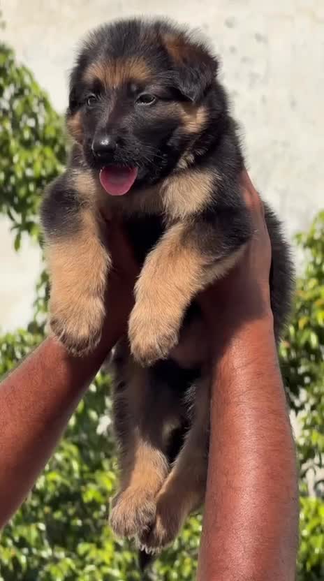 German Shepherd Puppy, farm video