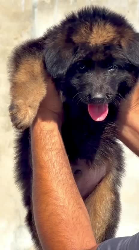 German Shepherd Puppy, farm video