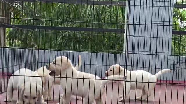 Beagle Black & Tan Puppy, farm video