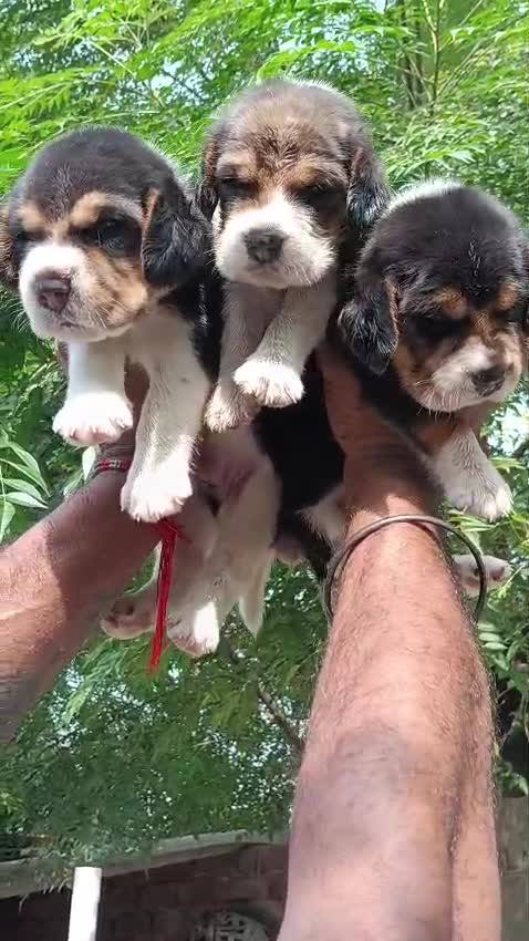 Beagle Black & Tan Puppy, farm video