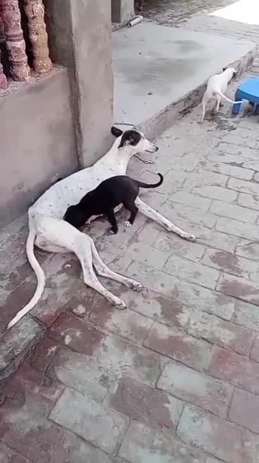 Greyhound Puppy, farm video