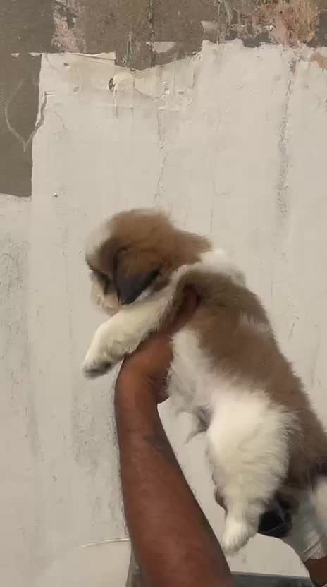 Shih Tzu | Black Color, farm video
