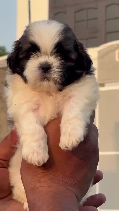 Shih Tzu | Black Color, farm video