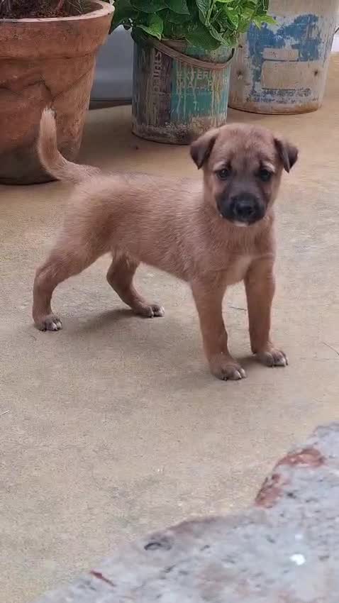 Kombai Puppy, farm video