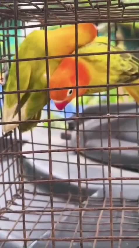 African Love Birds, farm video