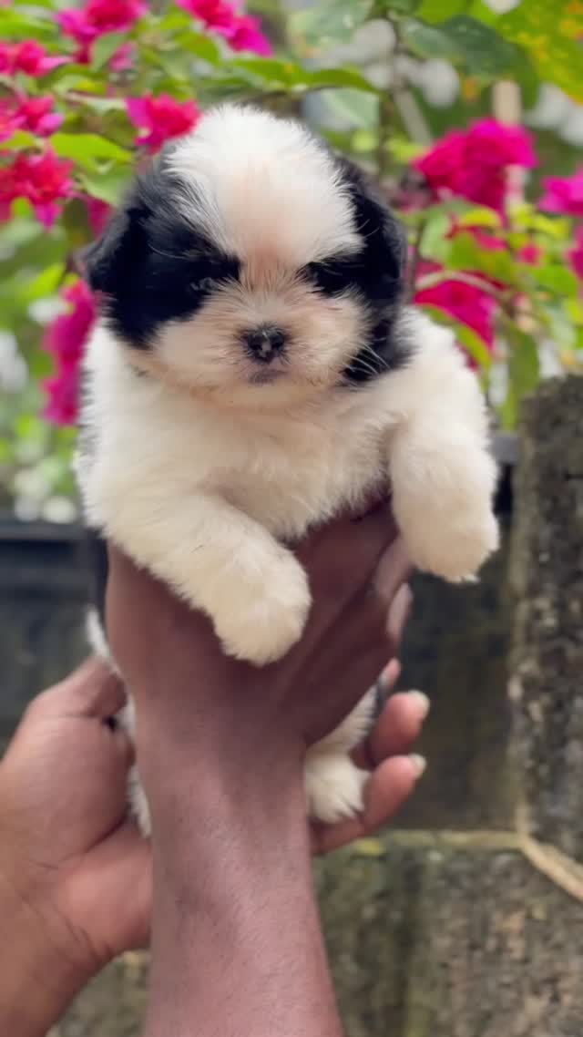 Shih Tzu | Black Color, farm video