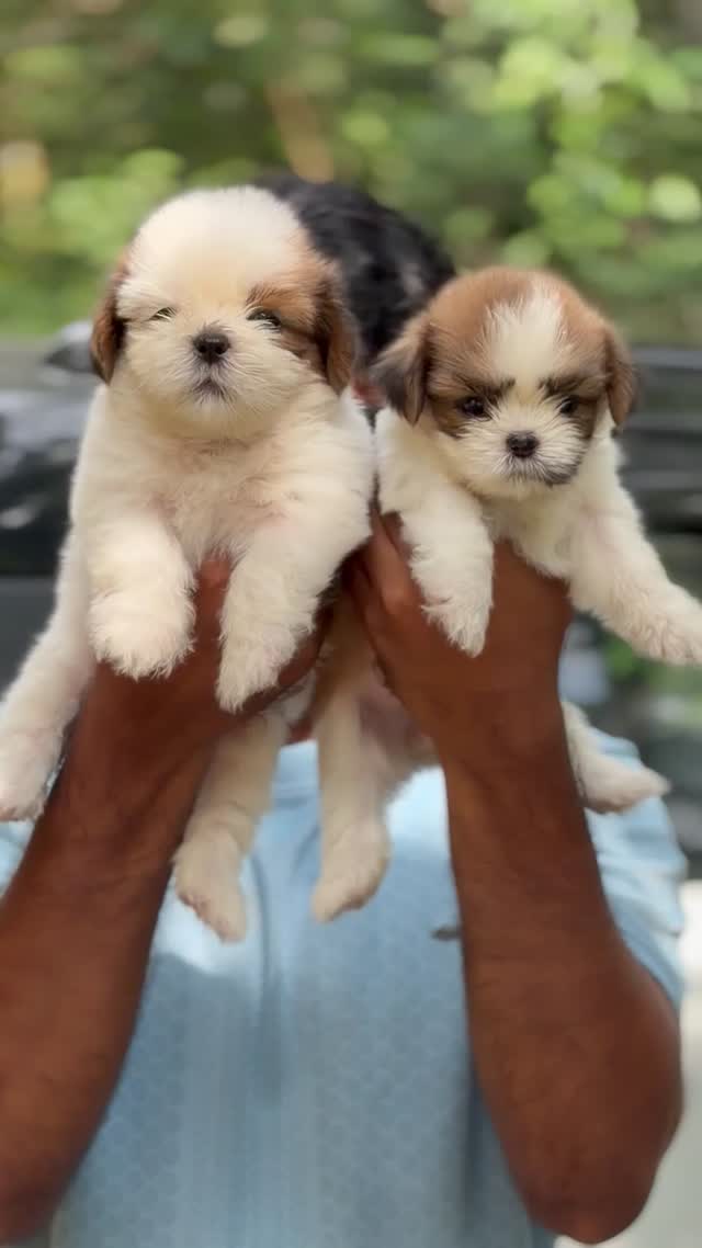 Shih Tzu | Black Color, farm video