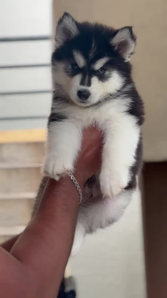 Siberian Husky Puppy | White Color, farm video