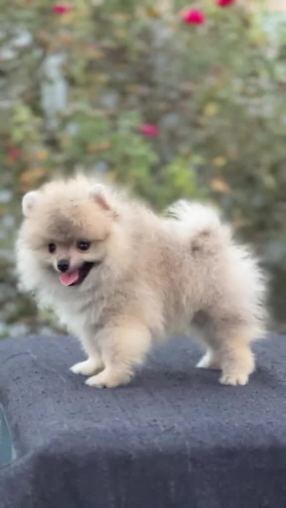 Orignal Toy Pom Puppy | Teacup Pom, farm video