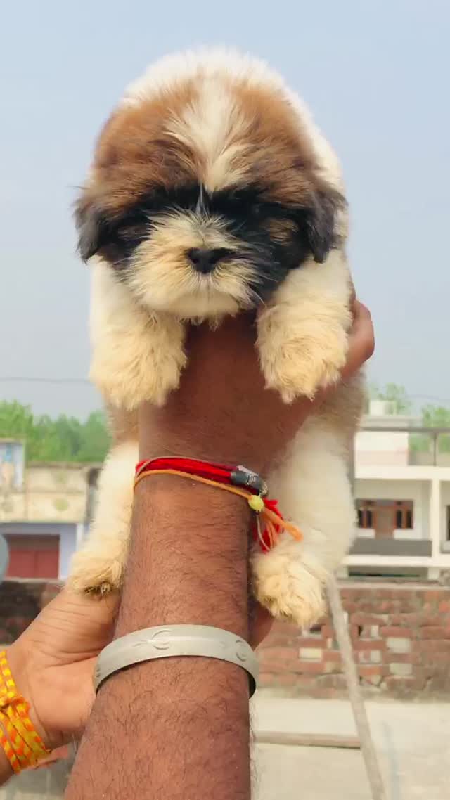 Shih Tzu | Black Color, farm video