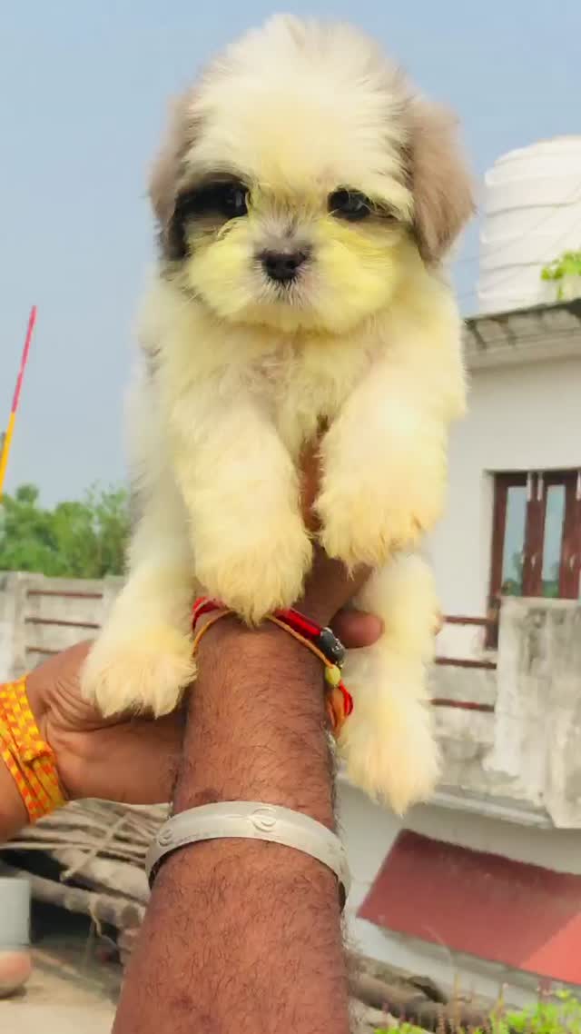 Shih Tzu | Black Color, farm video