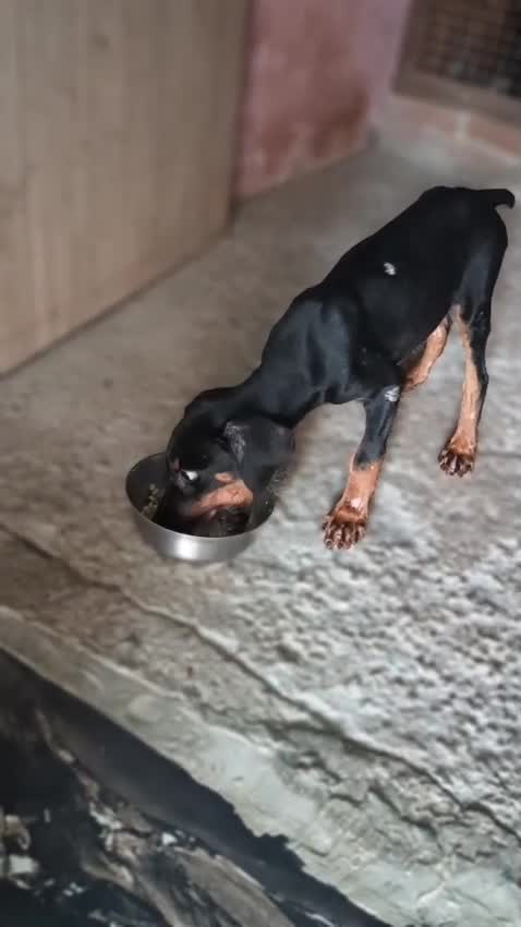 Doberman Pinscher Puppy, farm video