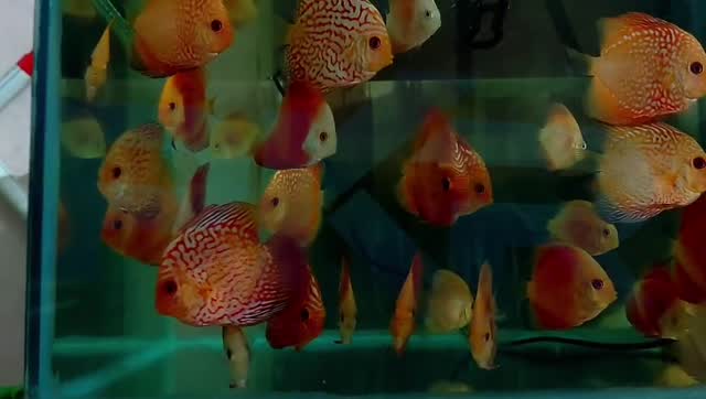 Discus, farm video