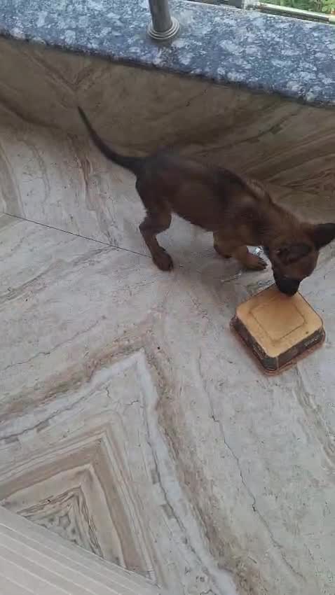 Belgian Malinois Puppy, farm video
