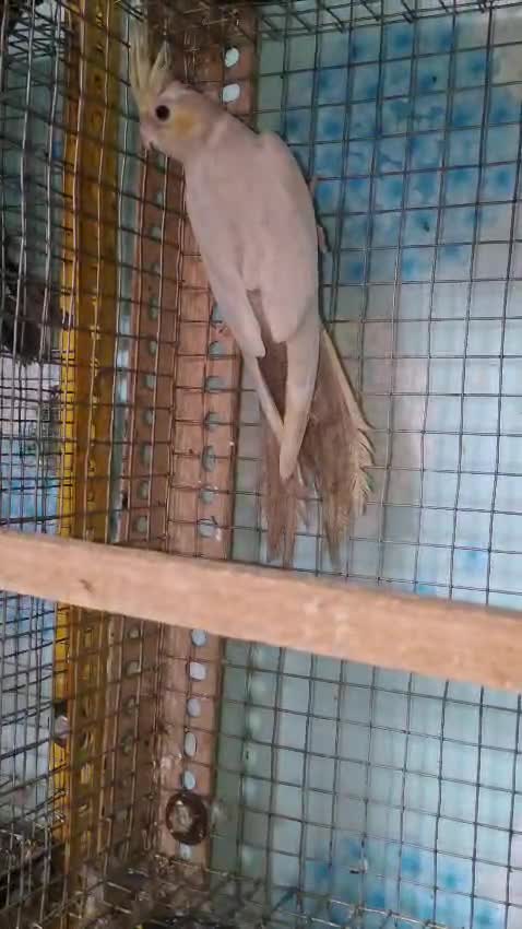 Cockatiel, farm video