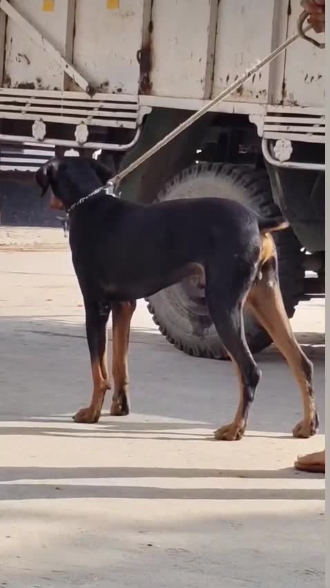 Doberman Pinscher Puppy, farm video