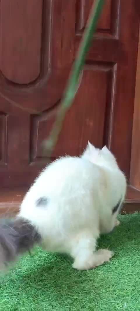 Persian, farm video