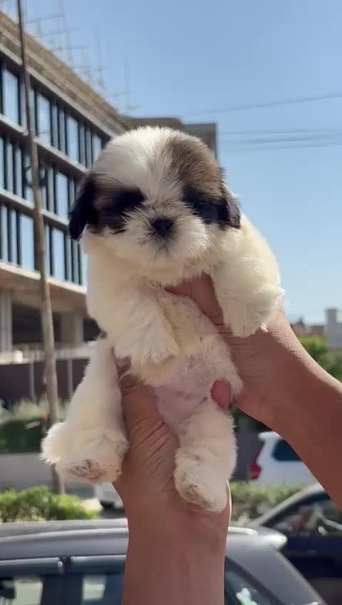 Shih Tzu | Black Color, farm video