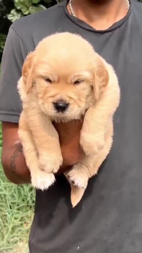Golden Retriever, farm video
