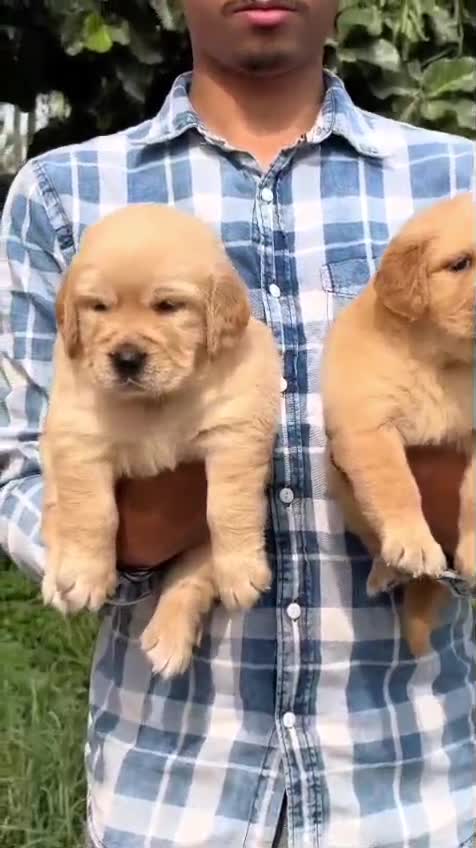Golden Retriever, farm video