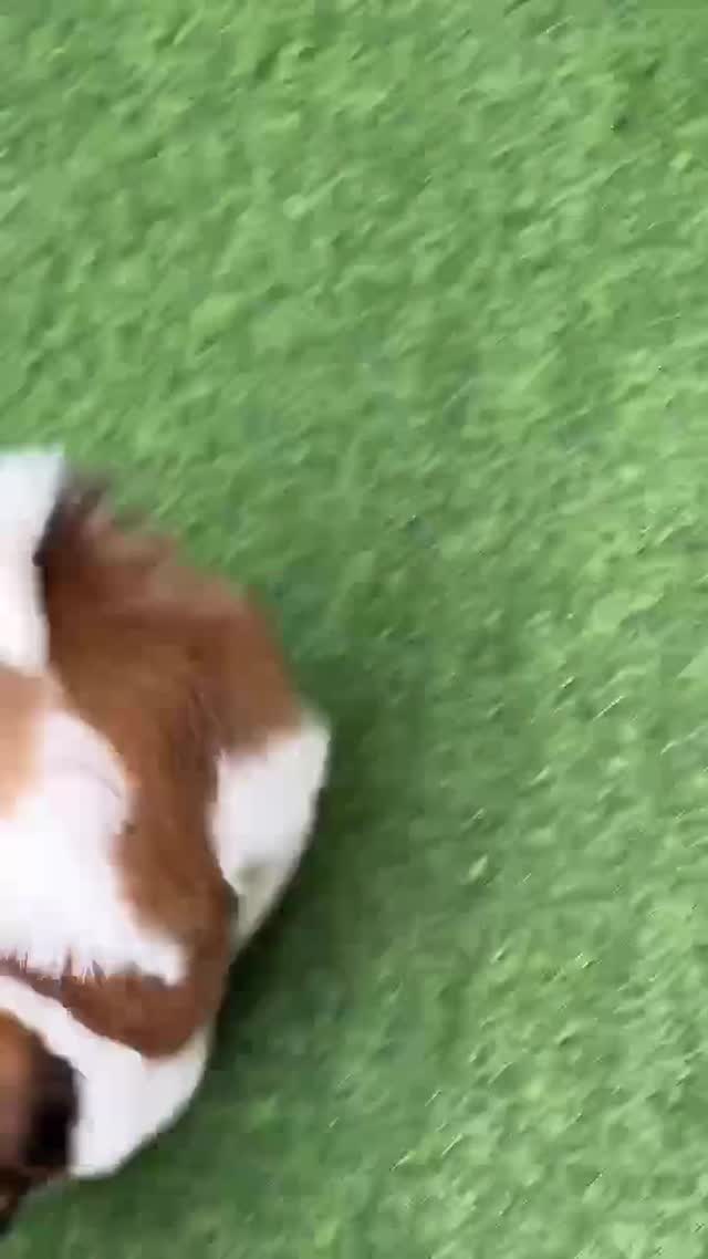 Shih Tzu | Black Color, farm video