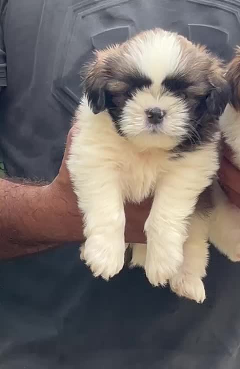 Shih Tzu | Black Color, farm video