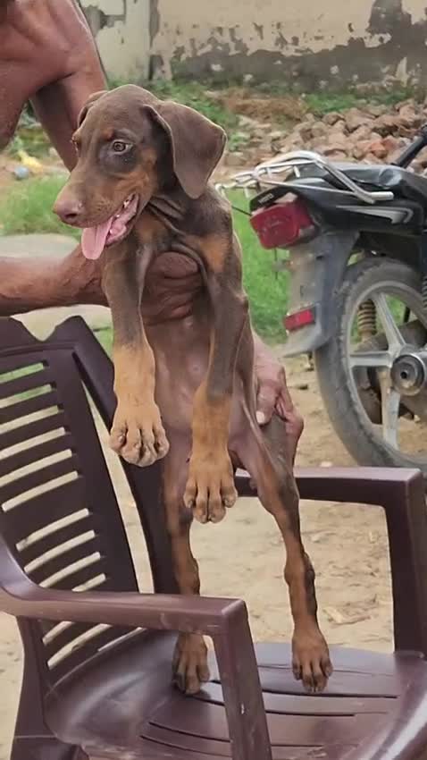 Doberman Pinscher Puppy, farm video