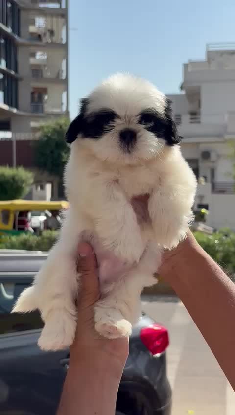 Shih Tzu | Black Color, farm video