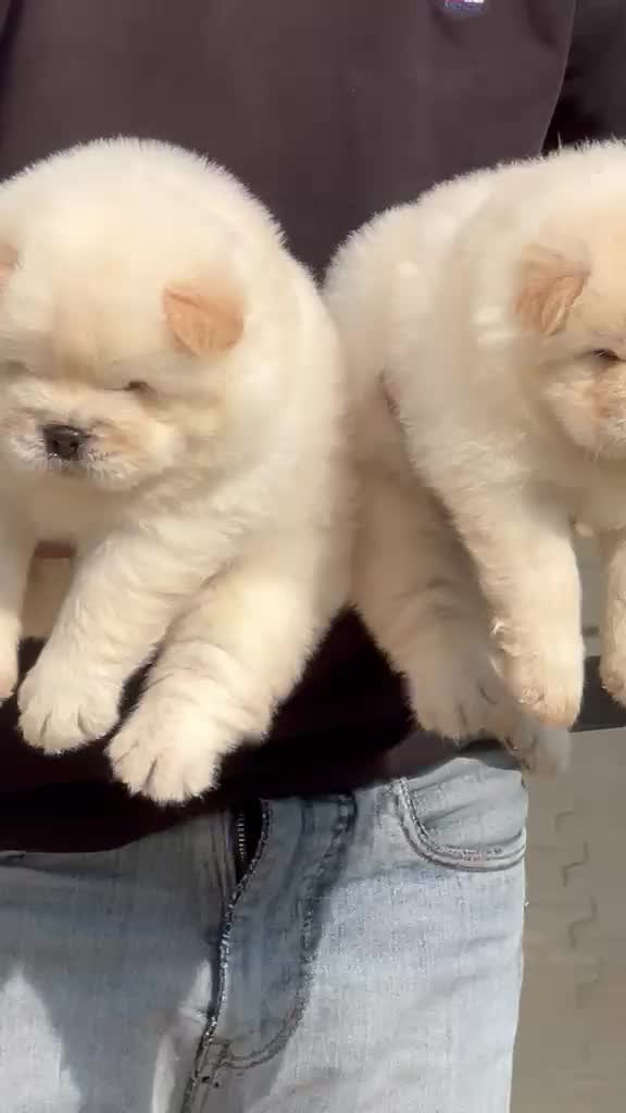 Chow Chow Puppy | Fawn Color, farm video