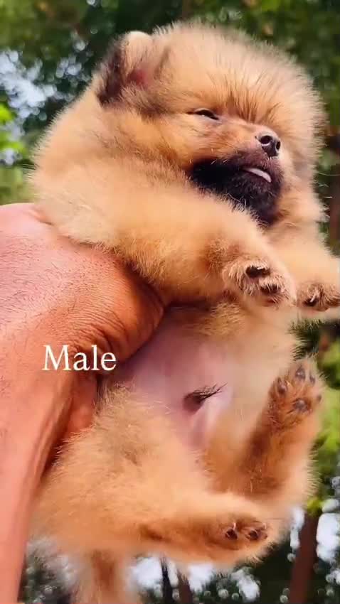 Pomeranian Puppy, farm video