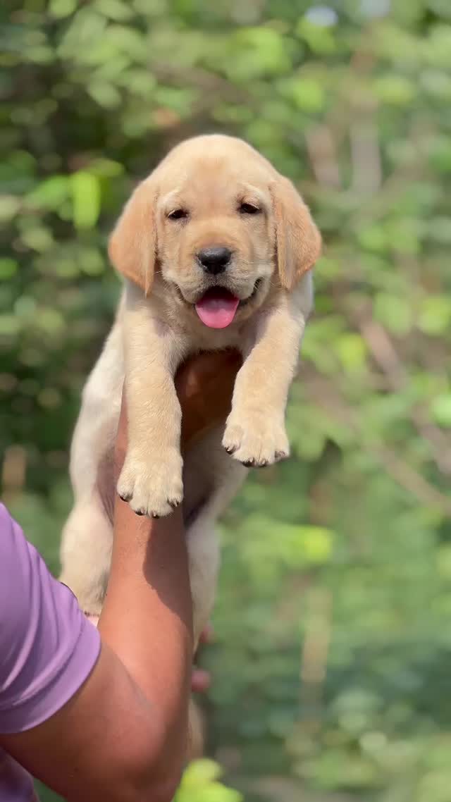 Beagle Black & Tan Puppy, farm video