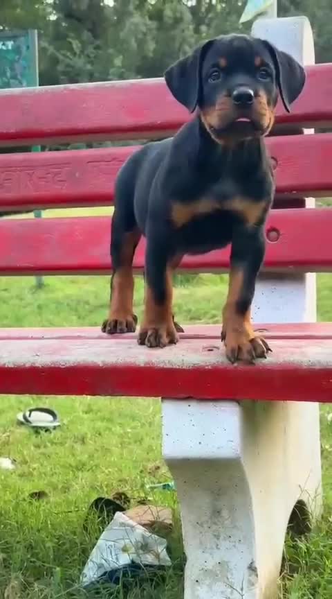 Rottweiler Puppy, farm video