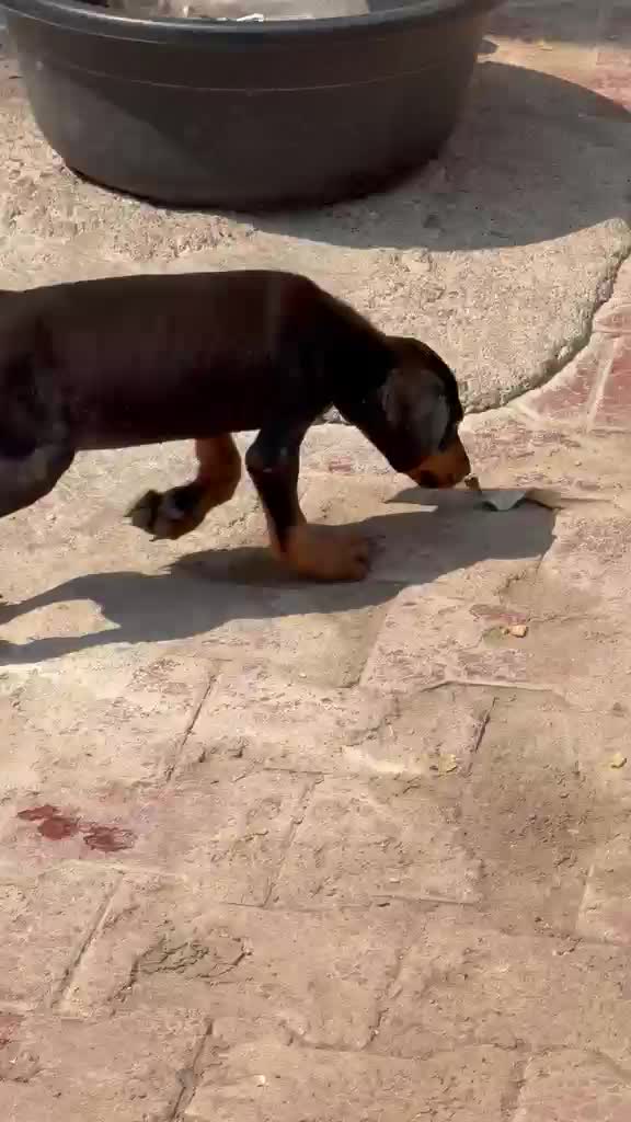 Doberman Pinscher Puppy, farm video
