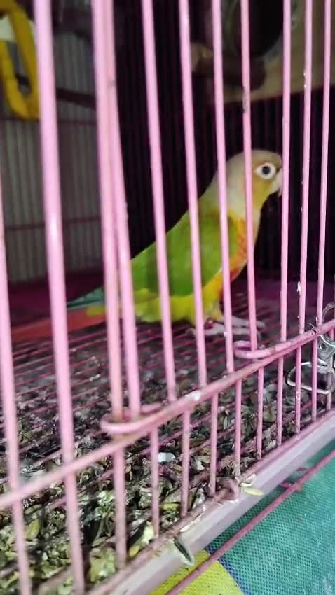Pineapple Headed Conure, farm video