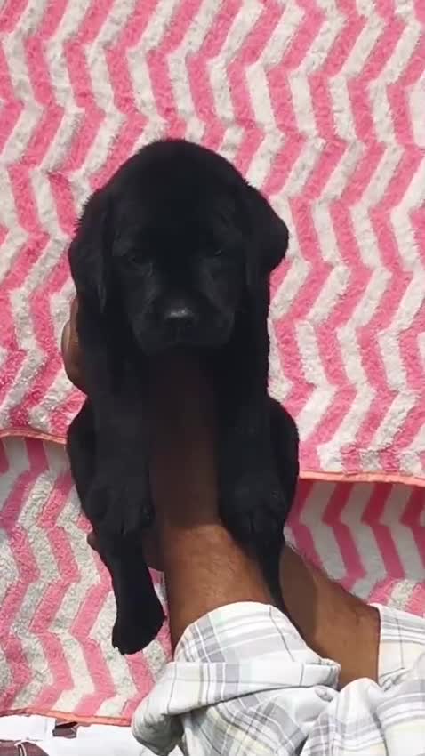 Beagle Black & Tan Puppy, farm video