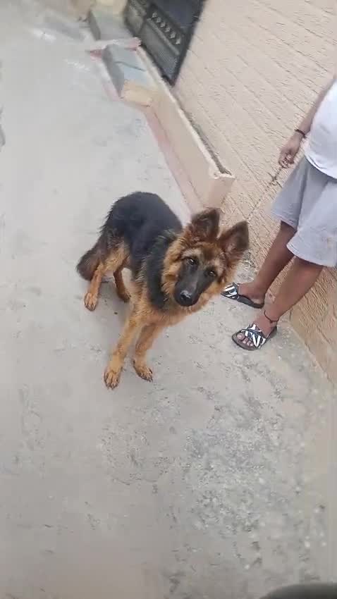 German Shepherd Puppy, farm video