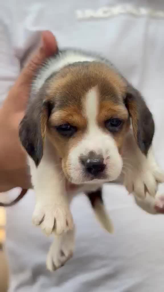 Beagle Black & Tan Puppy, farm video