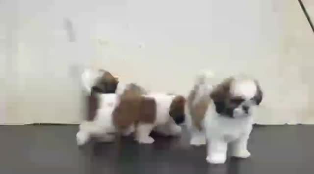 Shih Tzu | Black Color, farm video