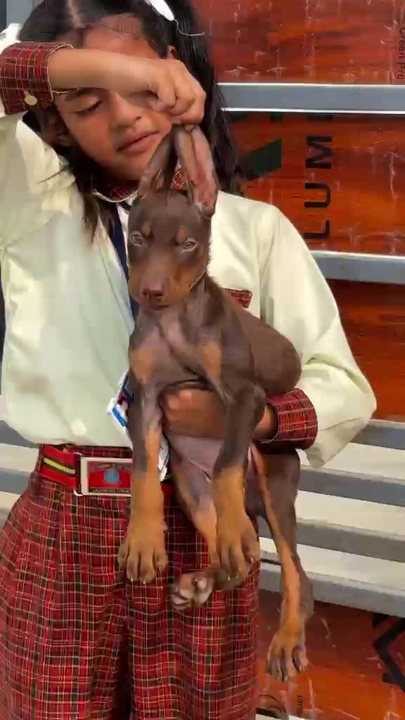 Doberman Pinscher Puppy, farm video