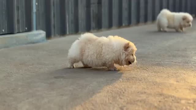 Chow Chow Puppies, farm video