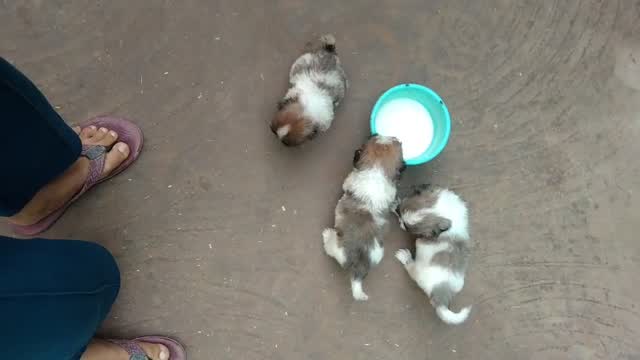 Shih Tzu | Black Color, farm video