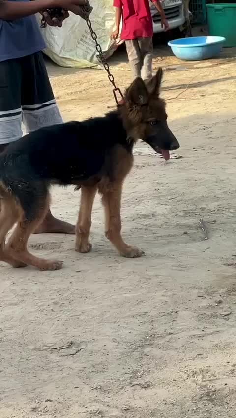 German Shepherd Puppy, farm video