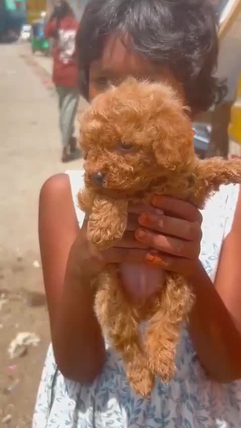 Toy Poodle Puppy, farm video