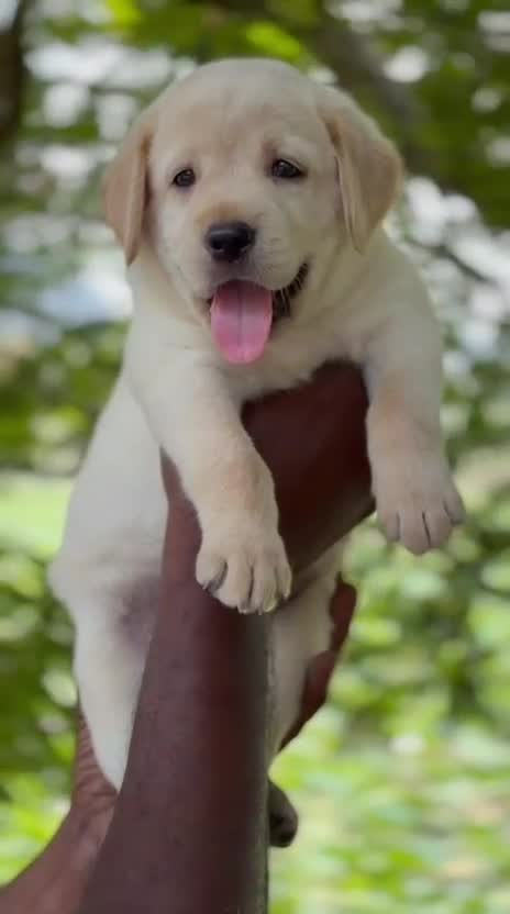 Beagle Black & Tan Puppy, farm video