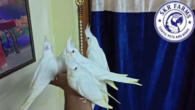 Cockatiel, farm video