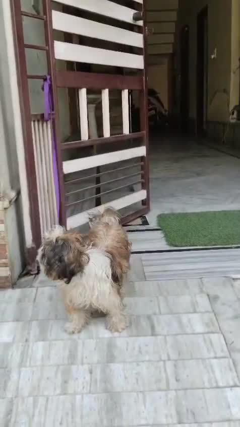 Shih Tzu | Black Color, farm video