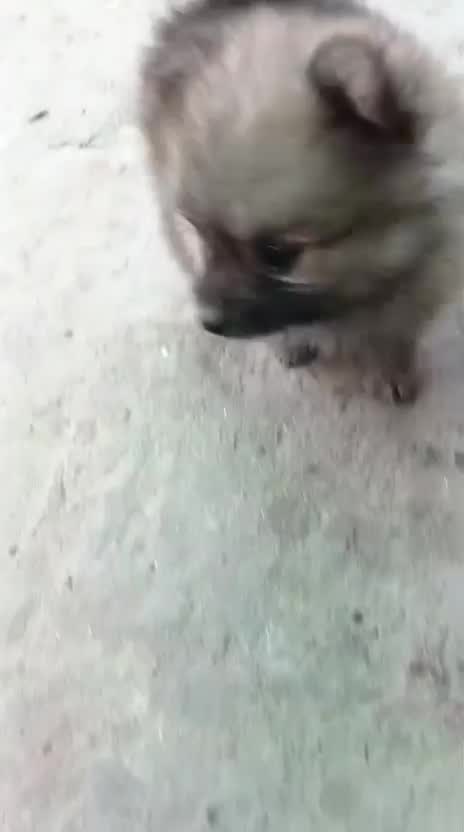 Pomeranian Puppy, farm video